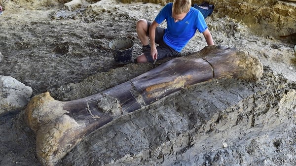 Two-metre long bone of sauropod dinosaur discovered in France