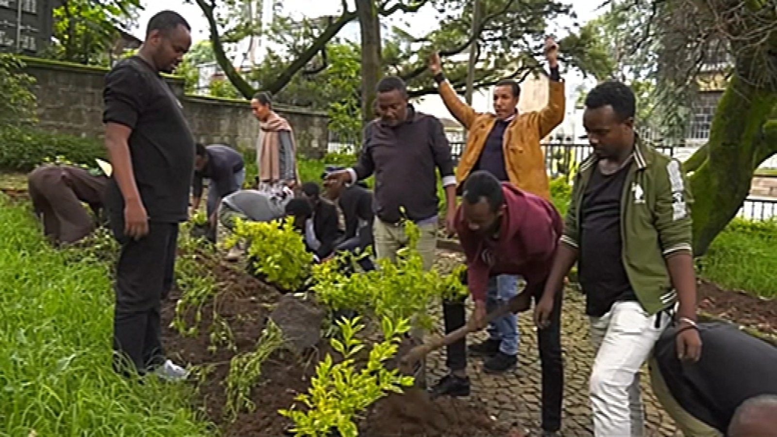 Ethiopia plants 350 million trees in one day
