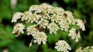 Giant Hogweed is a public health hazard due to its toxic sap