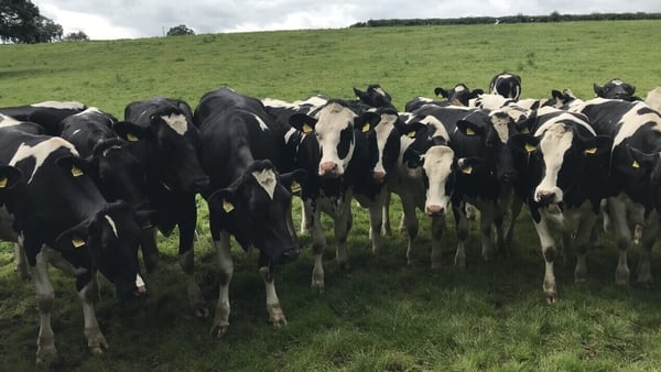 'Cows and cattle are viewed by the public to be part of a pasture-based, extensive system with high public visibility resulting in positive perceptions of welfare'