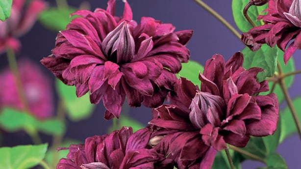 Clematis