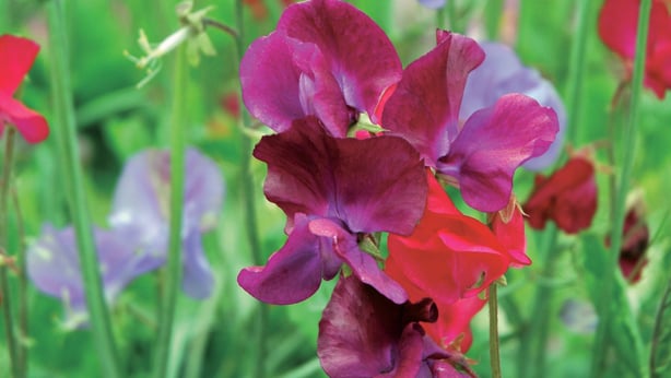 Sweet pea (Lathyrus Odoratus)