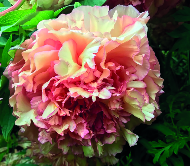 Tree paeonia Souvenir de Maxine Cornu