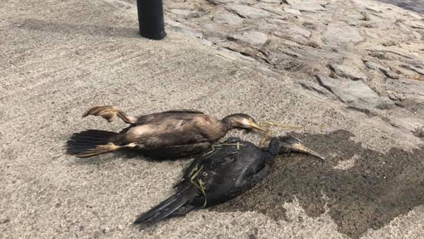 A number of animals, including cormorants and cygnets were covered in oil (Pic: Athlone Town Facebook)
