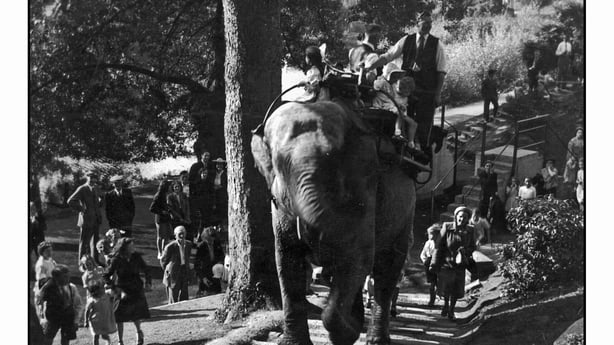 Sarah the elephant giving rides around Dublin Zoo, accompanied by Jim Kenny