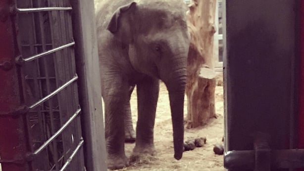 A young elephant in the elephant house