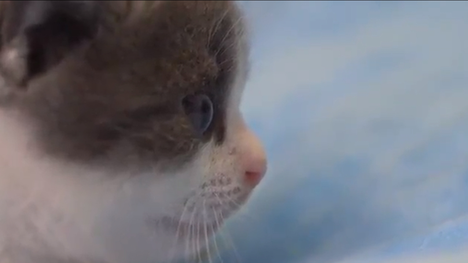 Garlic the kitten paves way for cat cloning for €32k