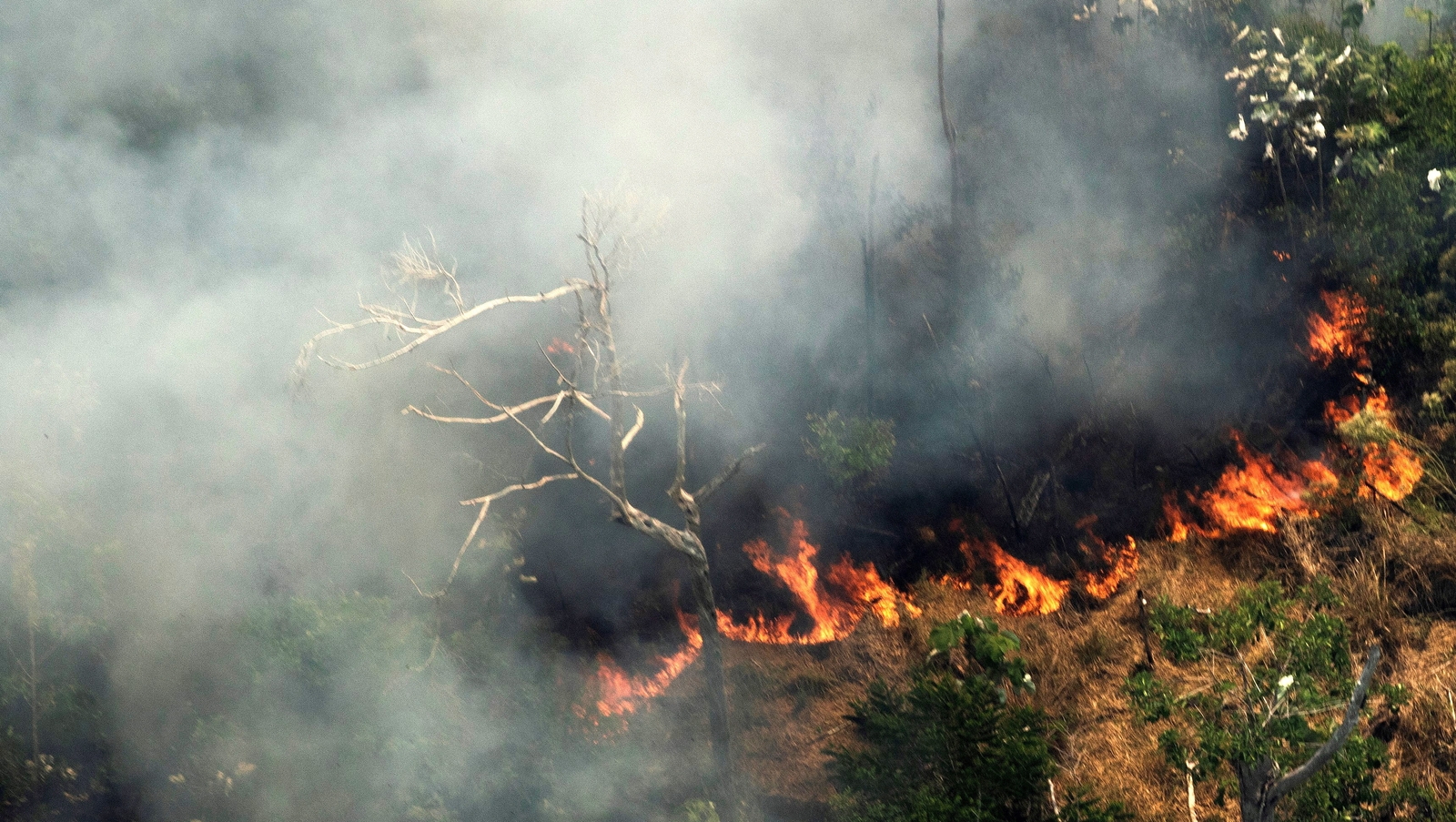 Why is part of the Amazon burning?