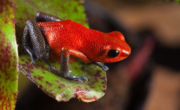 south american amazon rain forest