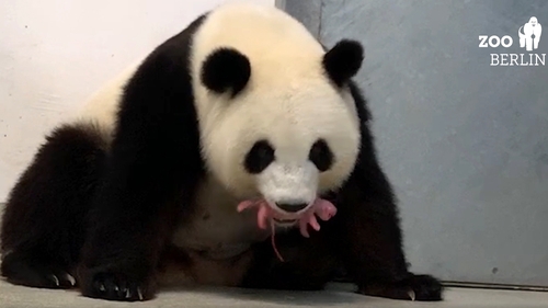 Berlin zoo delights in rare birth of panda twins