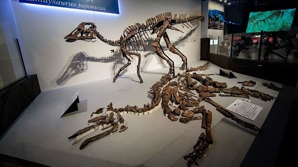 A partial tail was first found in northern Japan in 2013 and later excavations revealed the entire skeleton
