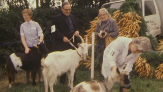 Goat judging at Piltown Agricultural Show (1984)