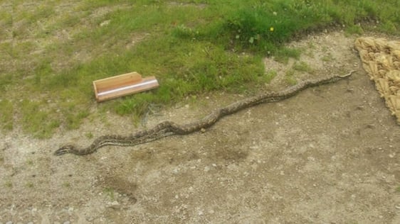 Ten foot long dead python discovered in the River Slaney (2009)