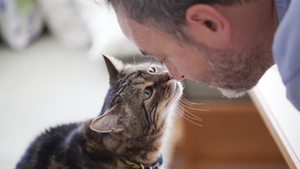 The study found that cats can form emotional attachments much like dogs can. Photo: Getty