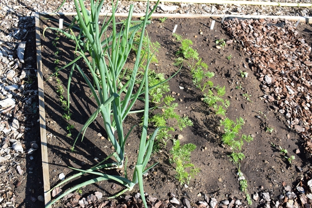 You could put edging around your square (RHS/PA)