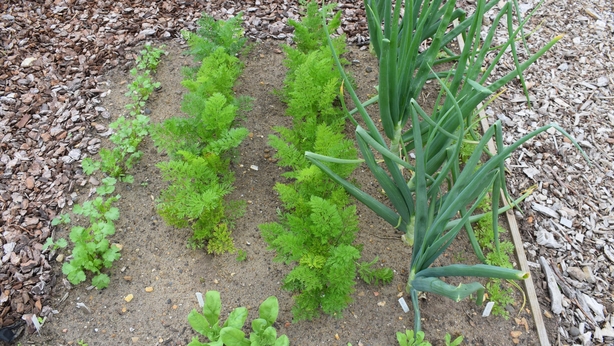 Plan what to grow in your square (RHS/PA)