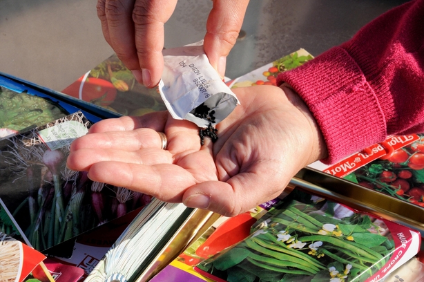 Follow seed packet instructions (iStock/PA)