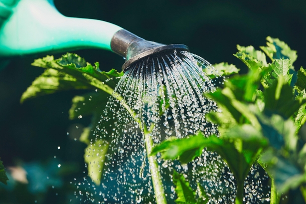 Keep plants well watered (iStock/PA)