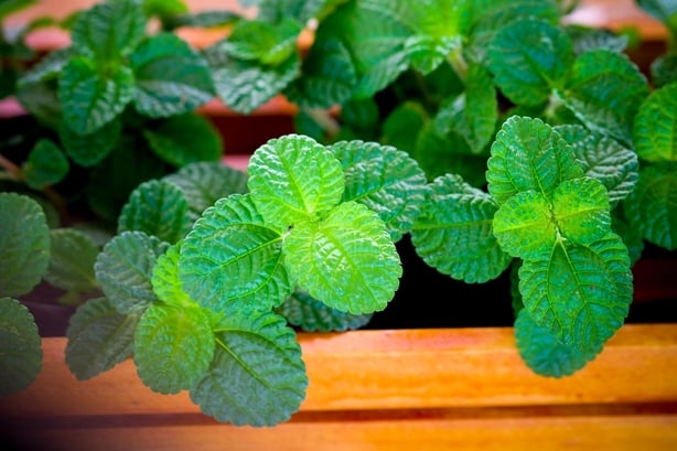 Grow mint in a pot to stop it taking over the square (iStock/PA)