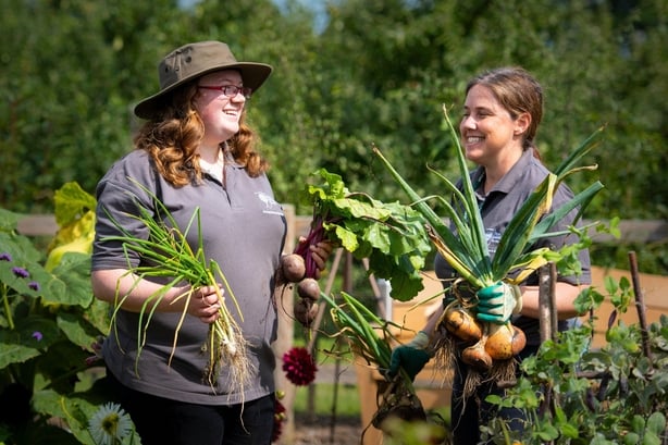 Emma Griffiths and her colleague Elin Campbell Wooding harvesting crops in the 'Soup Share Bed' at RHS Garden Wisley (RHS/PA)
