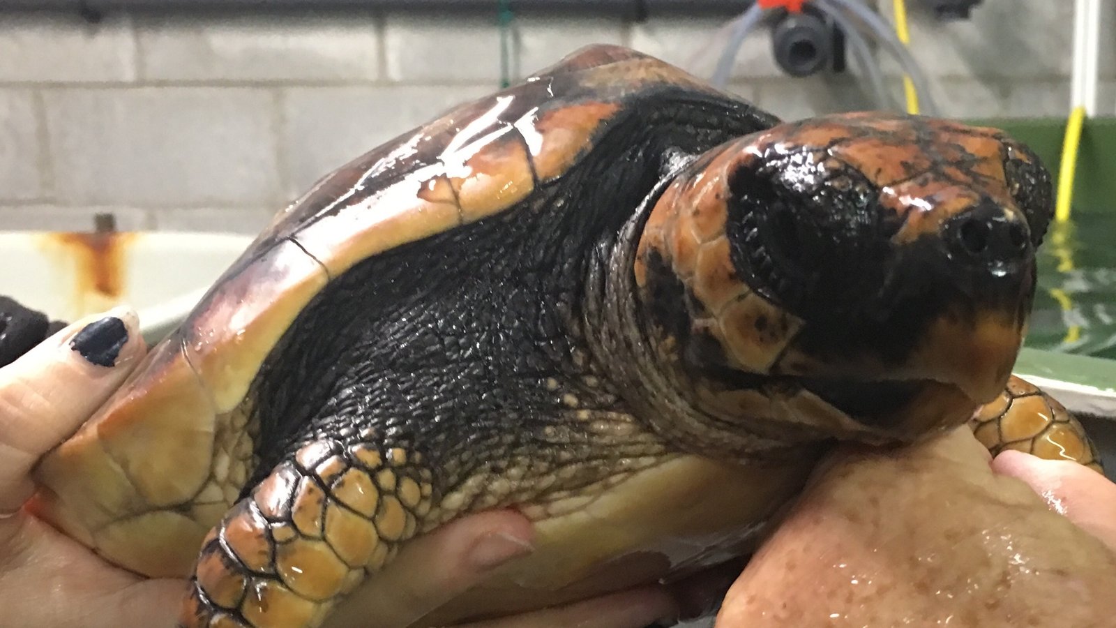 Efforts under way to return turtle to warmer waters