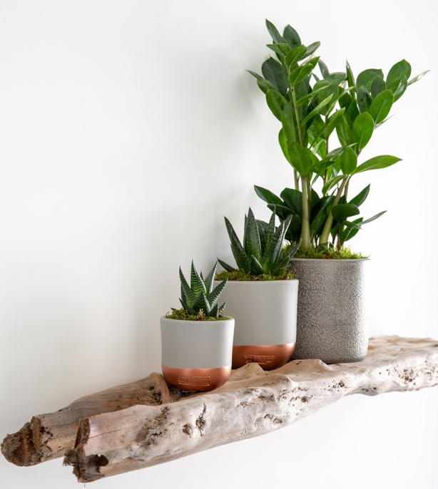 potted plants