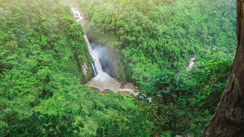 Six elephants die at waterfall in attempt to save calf that fell