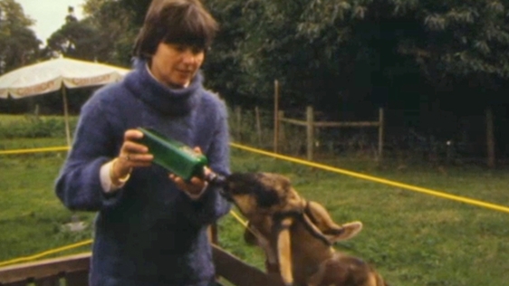 Hannah Weiner feeding a goat, Fermoy, County Cork (1984)