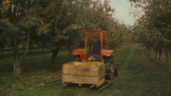 Harvested apples, Clonmel, Co. Tipperary (1984)