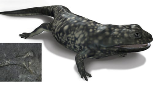 The creature lived during the Carboniferous period, which spans a 61 million year timeframe