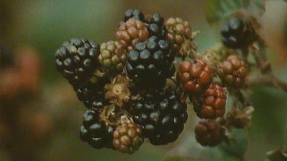 Blackberries (1984)