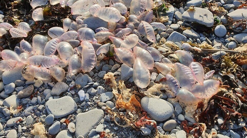 Portuguese Man-Of-War jellyfish wash up on coasts
