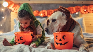 "Halloween anxiety in dogs in a very real scenario"
