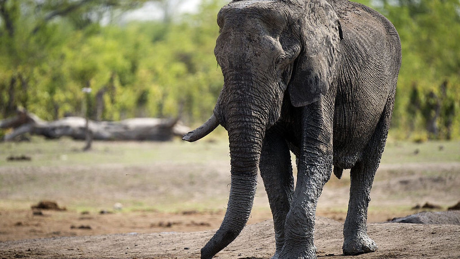 Dozens of elephants die in Zimbabwe drought