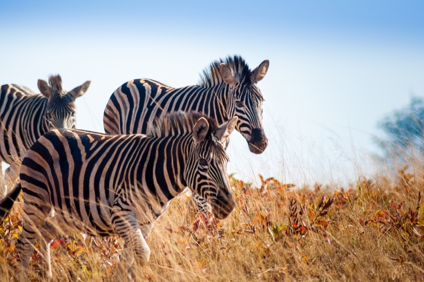 Group of wild zebras running through long grass at Mlilwane Wildlife Sanctuary