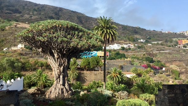 The Dragon Tree