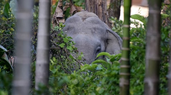 The Assam area has recorded high numbers of dangerous incidents in recent years amid rampant deforestation.