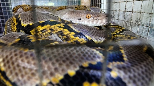Woman found dead with python around her neck Woman found dead with python around her neck