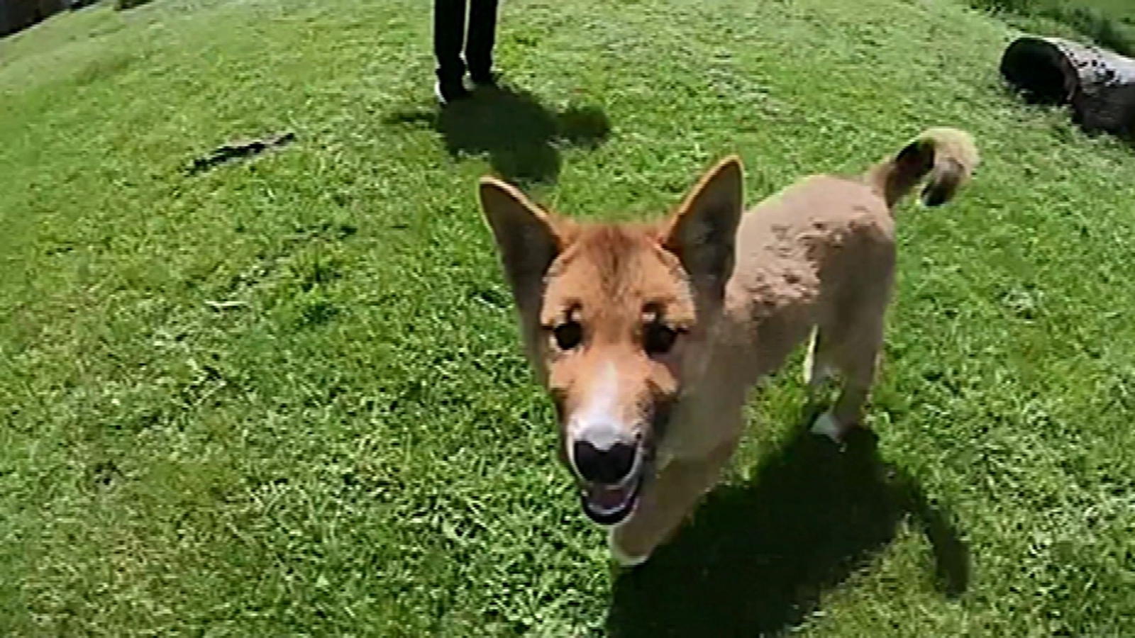 Lost Puppy Found in Australia Is Actually Rare Dingo, DNA Test