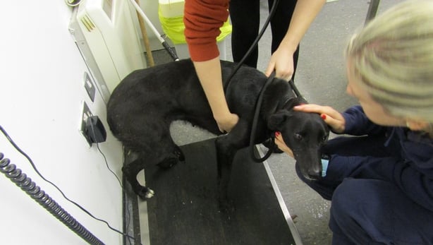 Dog found chained to gate trying to nurse puppies