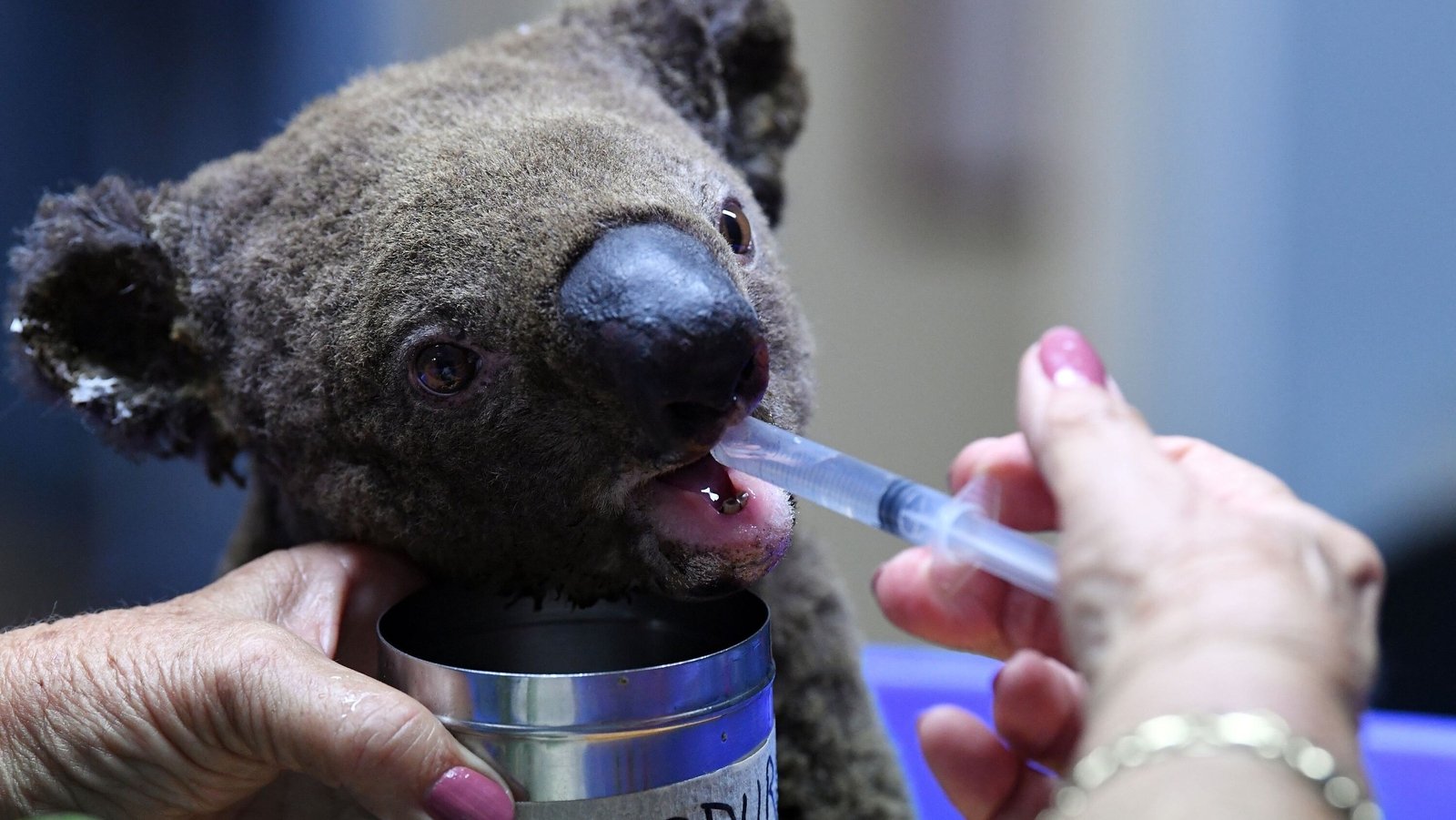 Half of diseasefree koalas feared dead in Australia
