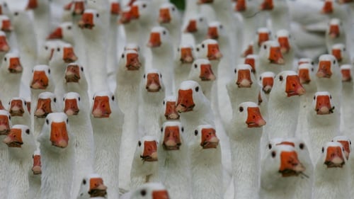 Geese were favoured for many years for the Martinmas blood sacrifice. Photo: Michael Urban DDP/AFP via Getty Images