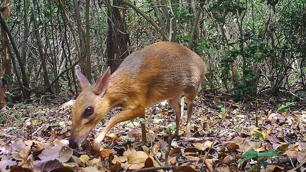 The Vietnamese mouse-deer was last recorded in 1990 (Pic Global Wildlife Conservation)