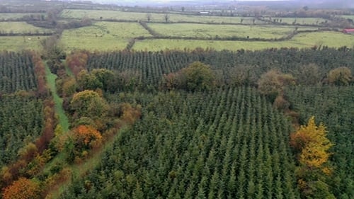 'The current central approach to forestry is industrial, involving monocultures of non-native plantations, predominantly Sitka spruce, to be harvested for a 'crop' of timber' Photo: RTÉ