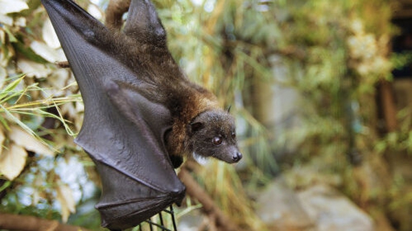 The Rodrigues fruit bat is an endangered species of wildfire