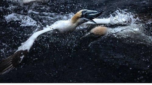 Gannets feeding frenzy - one of the remarkable images in Ken O'Sullivan's wonderful new book