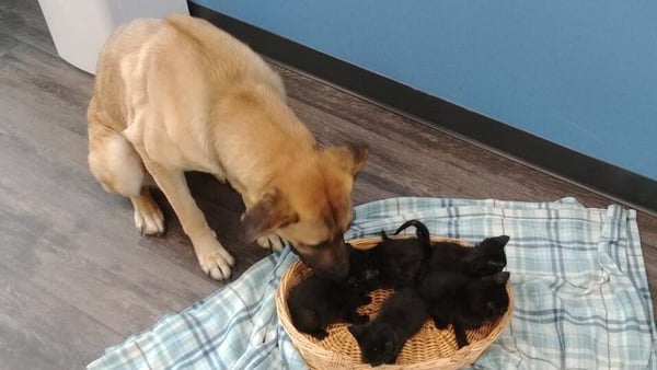 It is not clear how or what brought the dog and the now five-week old kittens together