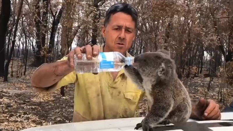 Firefighter helps out thirsty koala in Australia