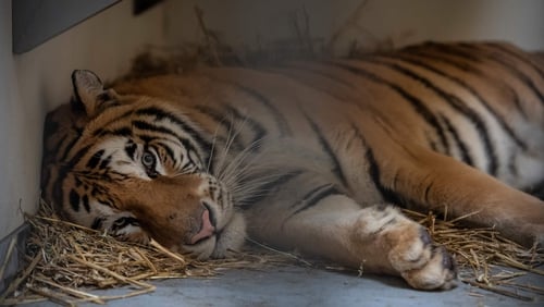 The nine tigers that survived the illegal transport from Italy to Russia spent a few weeks recovering at a Polish zoo