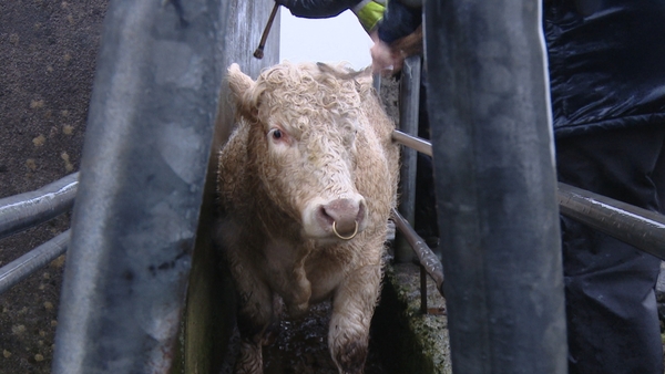 The incidence of bovine TB is higher than this time last year